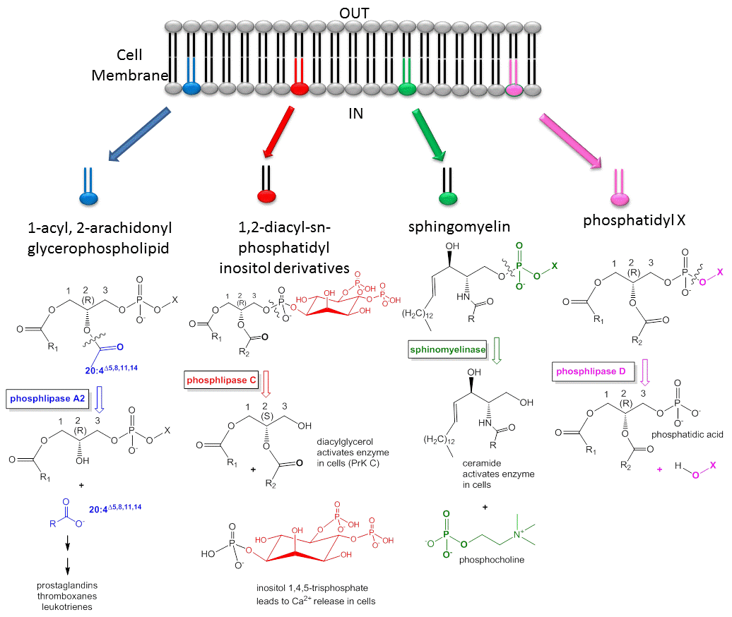 lipid examples