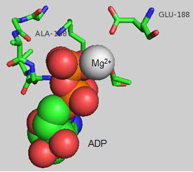 Active Site ATP synthase