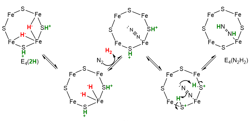 AddN2toE4