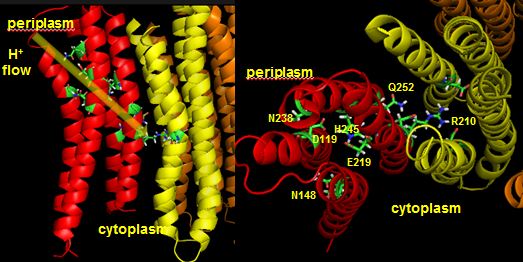 H path ATP synthase E Coli