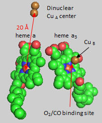 Heme CuFe Fig 1 CC Oxidase