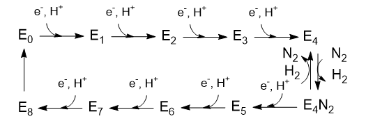 LT_Model_Nitrogenase