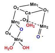 S3 of Kok Cycle