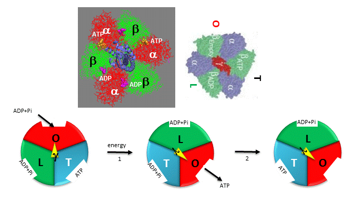 C9 Atp Synthase Biology Libretexts