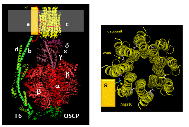 c subunit ATP Synthase Proton flow