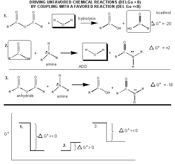 phosphorylation reaction mechanism