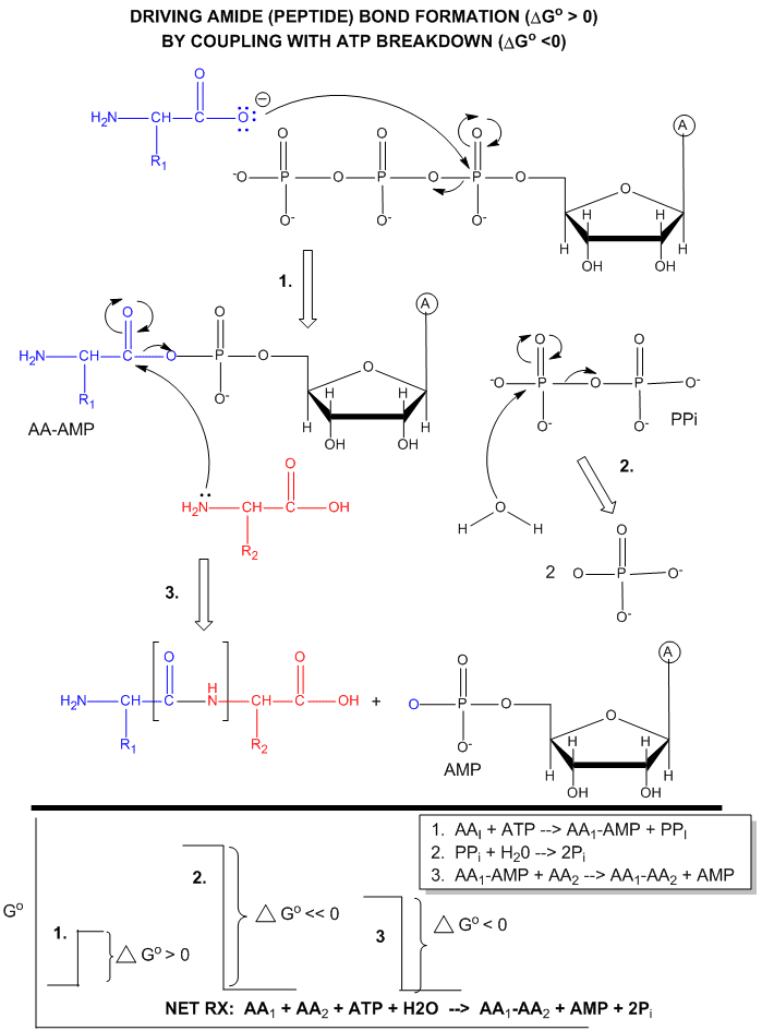 phosphorylation reaction mechanism