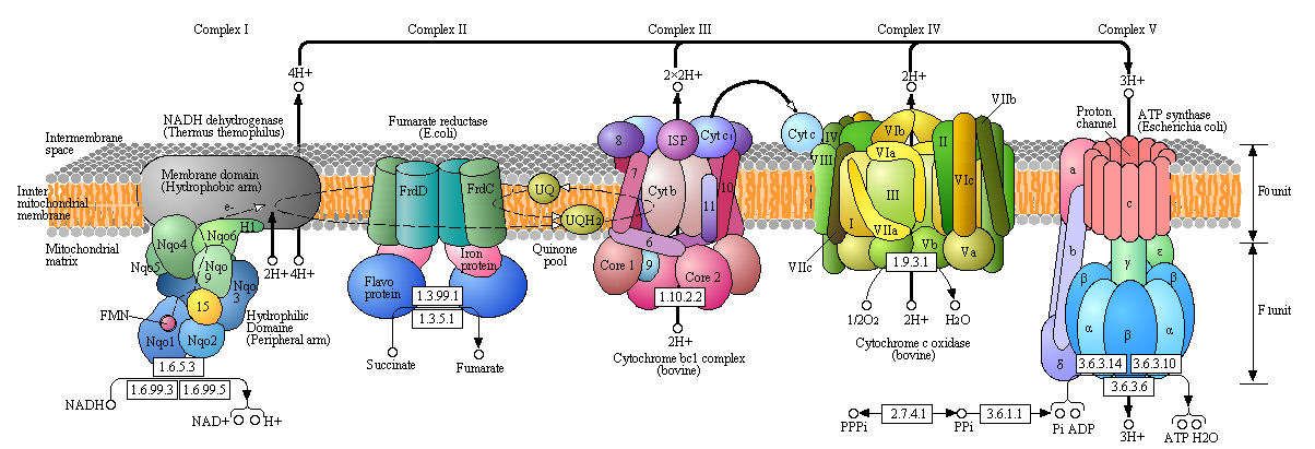 oxidative phosphorylation simplified