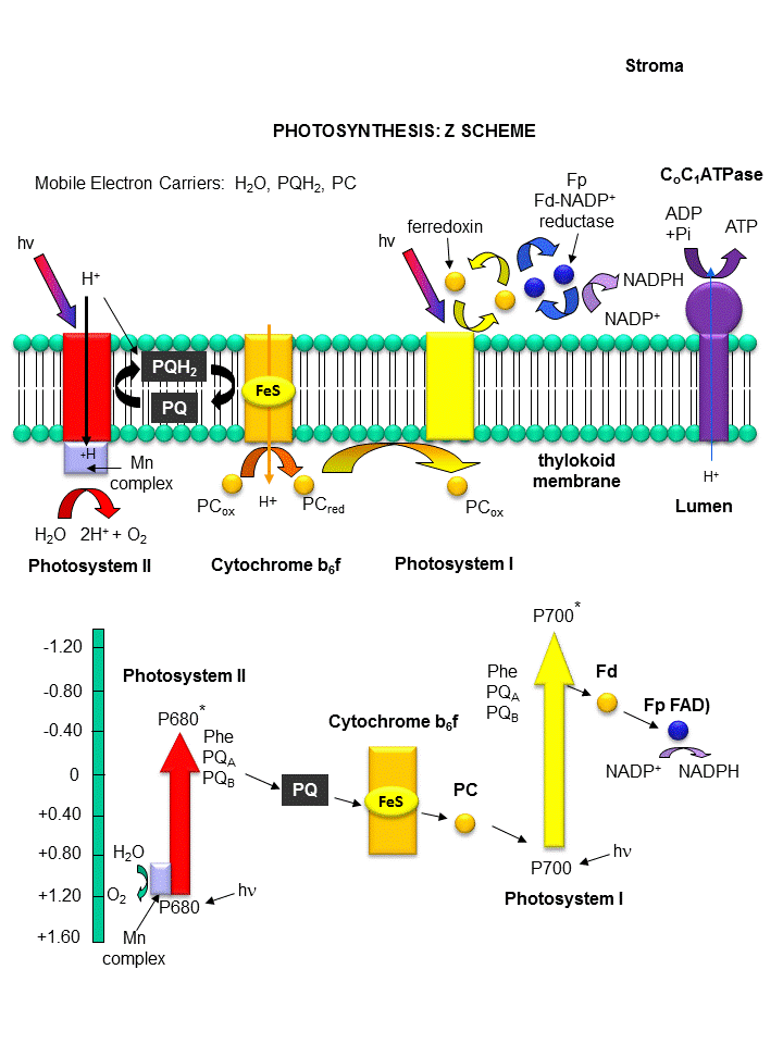 light reactions diagram