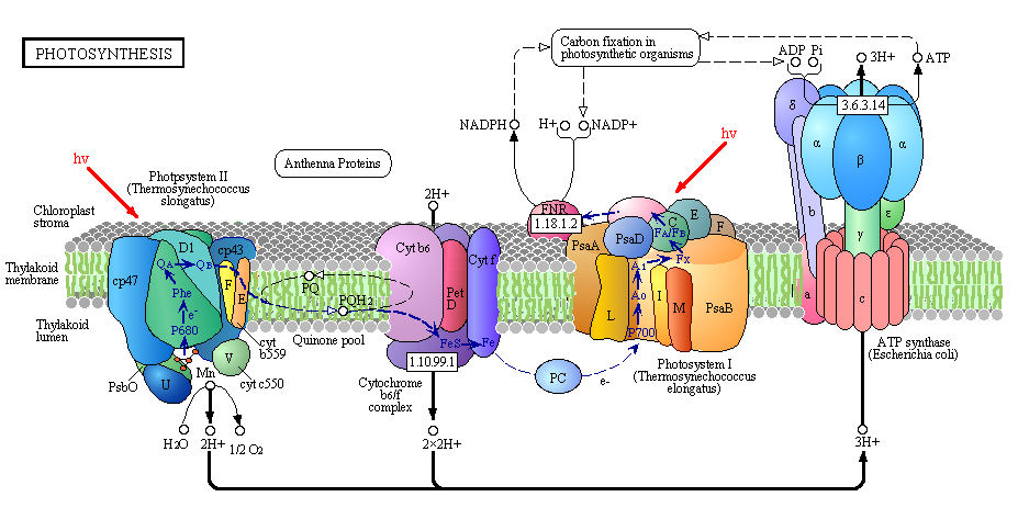 light reactions of photosynthesis