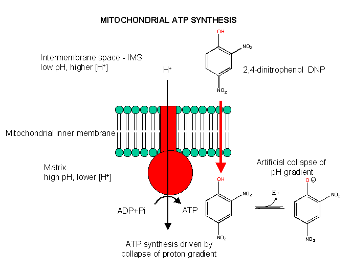 mastering biology oxidative phosphorylation concept map