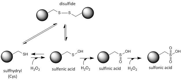 Cys Chemistry