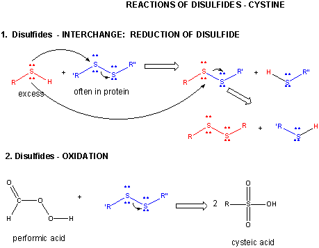 disulfide cysteine cystine amino protein acids reactions chemistry oxidation bond redox cys when form structure side two a7 each chains