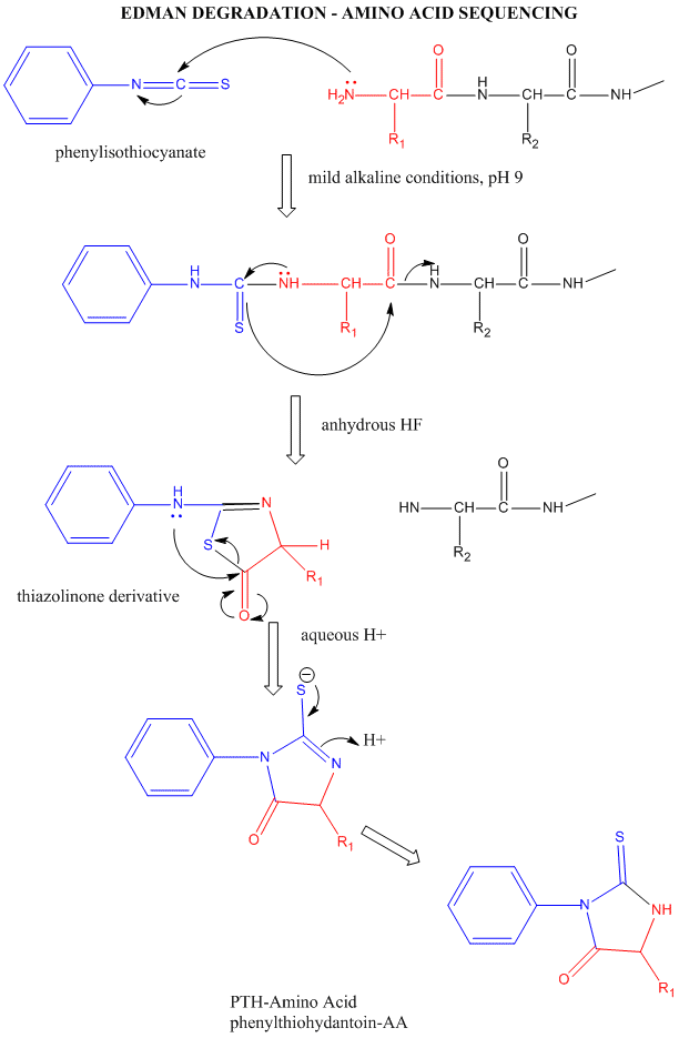 4peaks edman degradation