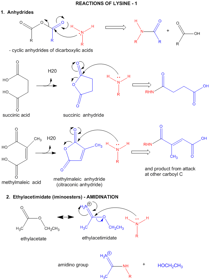 Lysine R Group