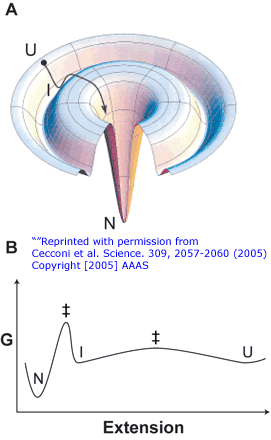 Schematic representation of the funnel-shaped energy landscape