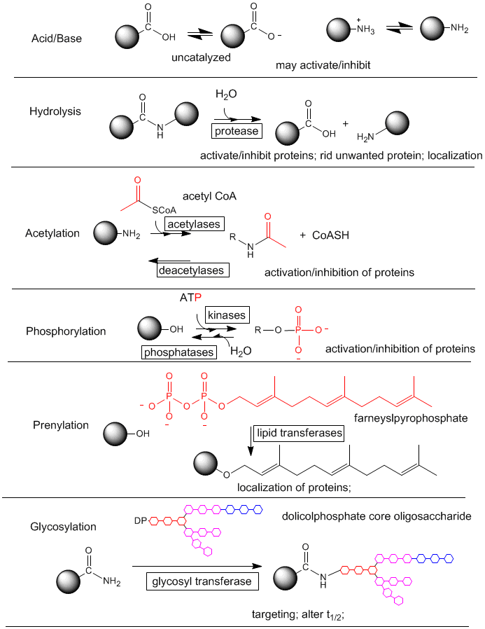 Post-Translations Modifications of Amino Acids