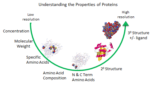 amino acid sequence example