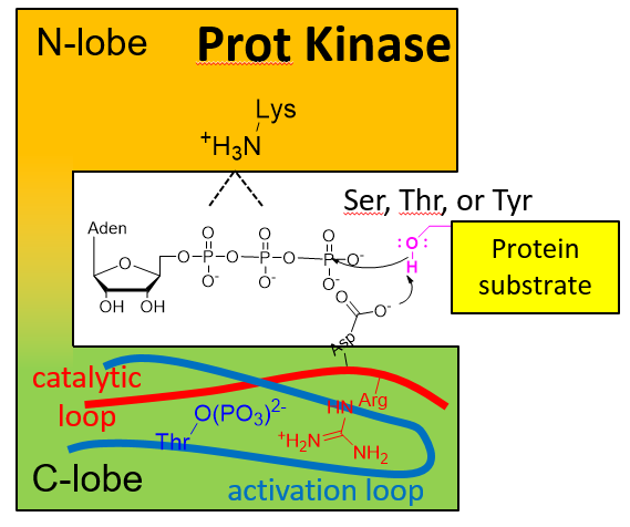protein kinase substrate