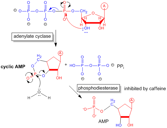 cyclic amp structure