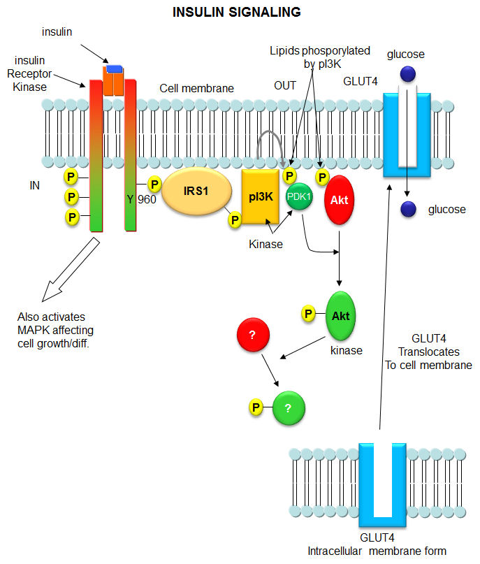 pdf identification and efficacy of longitudinal markers for survival