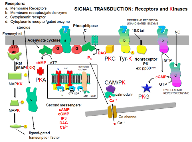 signal transduction pathway camp