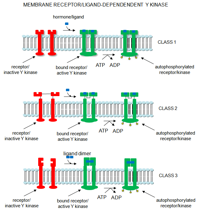 membrane receptor protein