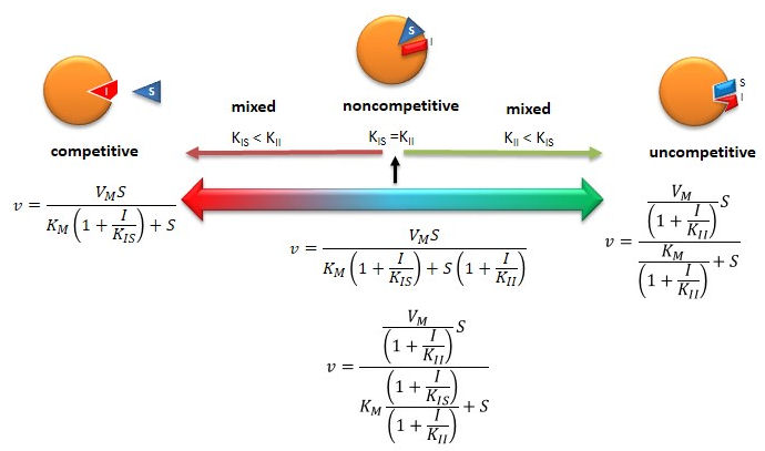 uncompetitive inhibition