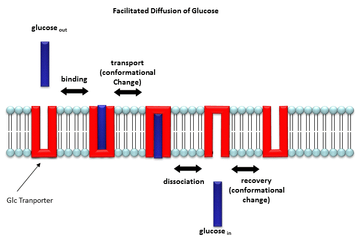 facilitated diffusion animation