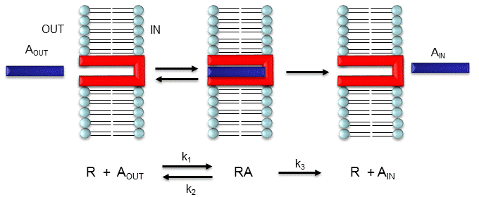 Facilitated Diffusion