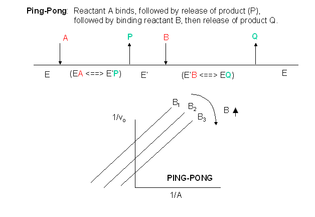 pingpong.gif (5823 bytes)