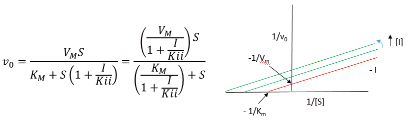 uncompetitive inhibition