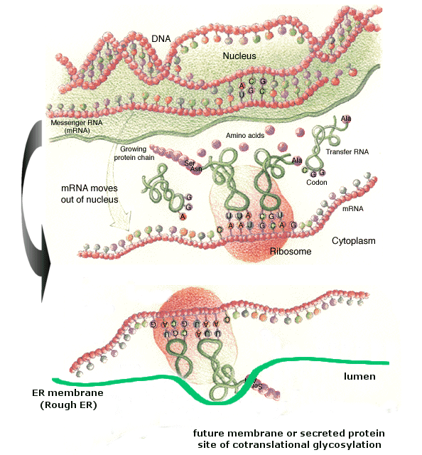 glycoprotein