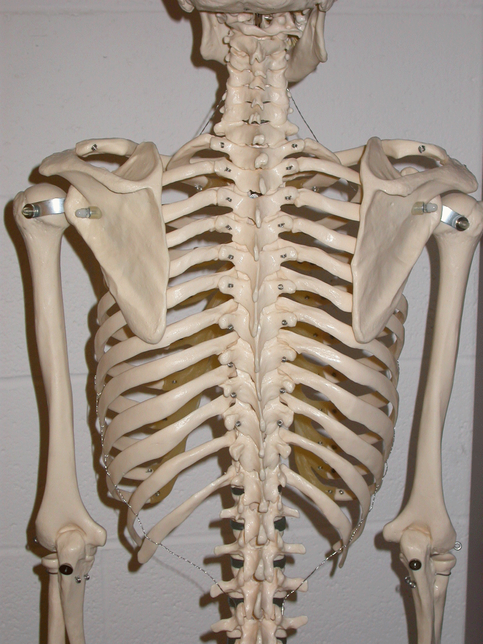 Diagram  Diagram Of Male Skeleton Epub Download